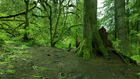 Top 10 Things to Do in Olympic National Park | Nature, Hidden Gems in 4K