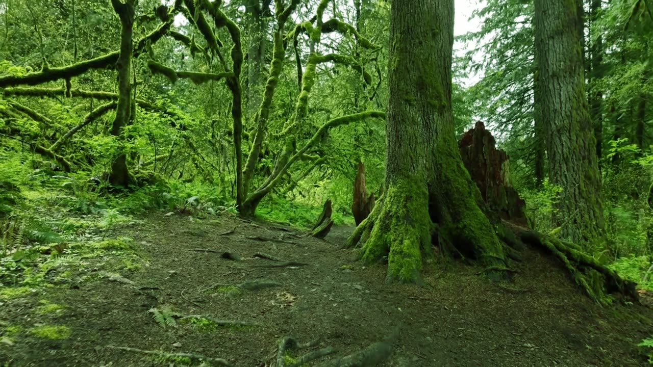 Top 10 Things to Do in Olympic National Park | Nature, Hidden Gems in 4K
