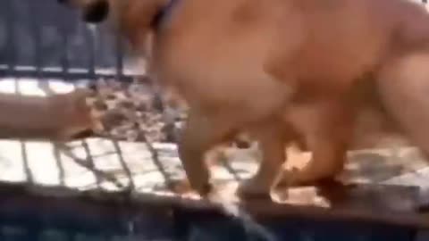 Funny Animals - Funniest Cats and Dogs video