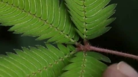 This Plant Moves When Touched! 😱 #mimosapudica #mimosaplant