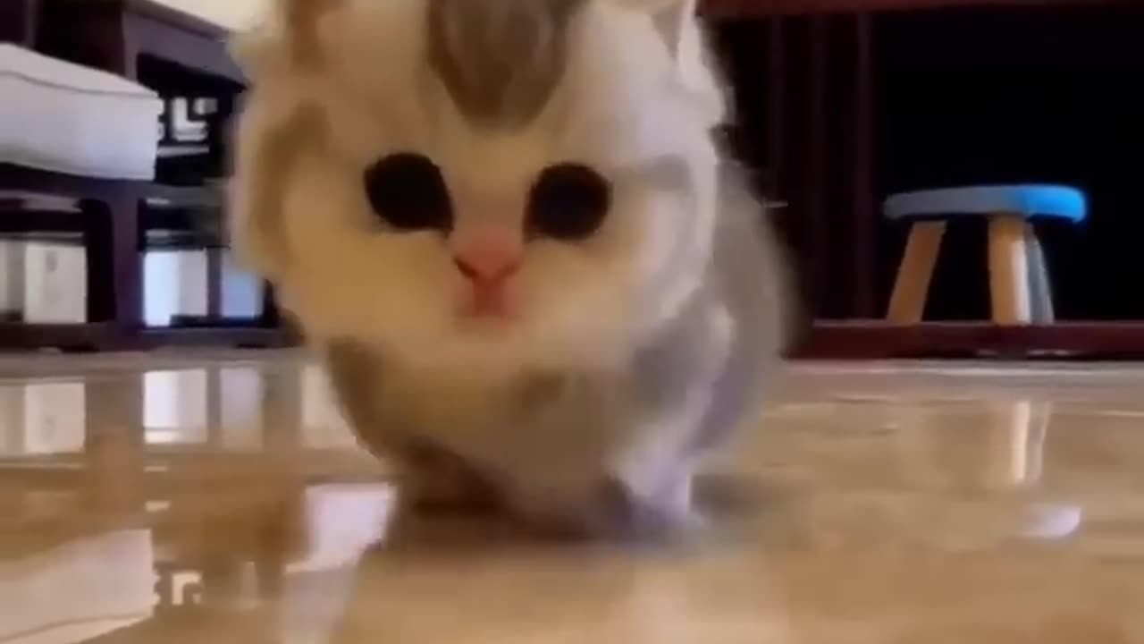 🤣 cats doing cats things🤣