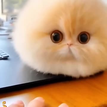 Baby Animals Being Ridiculously Cute and Silly