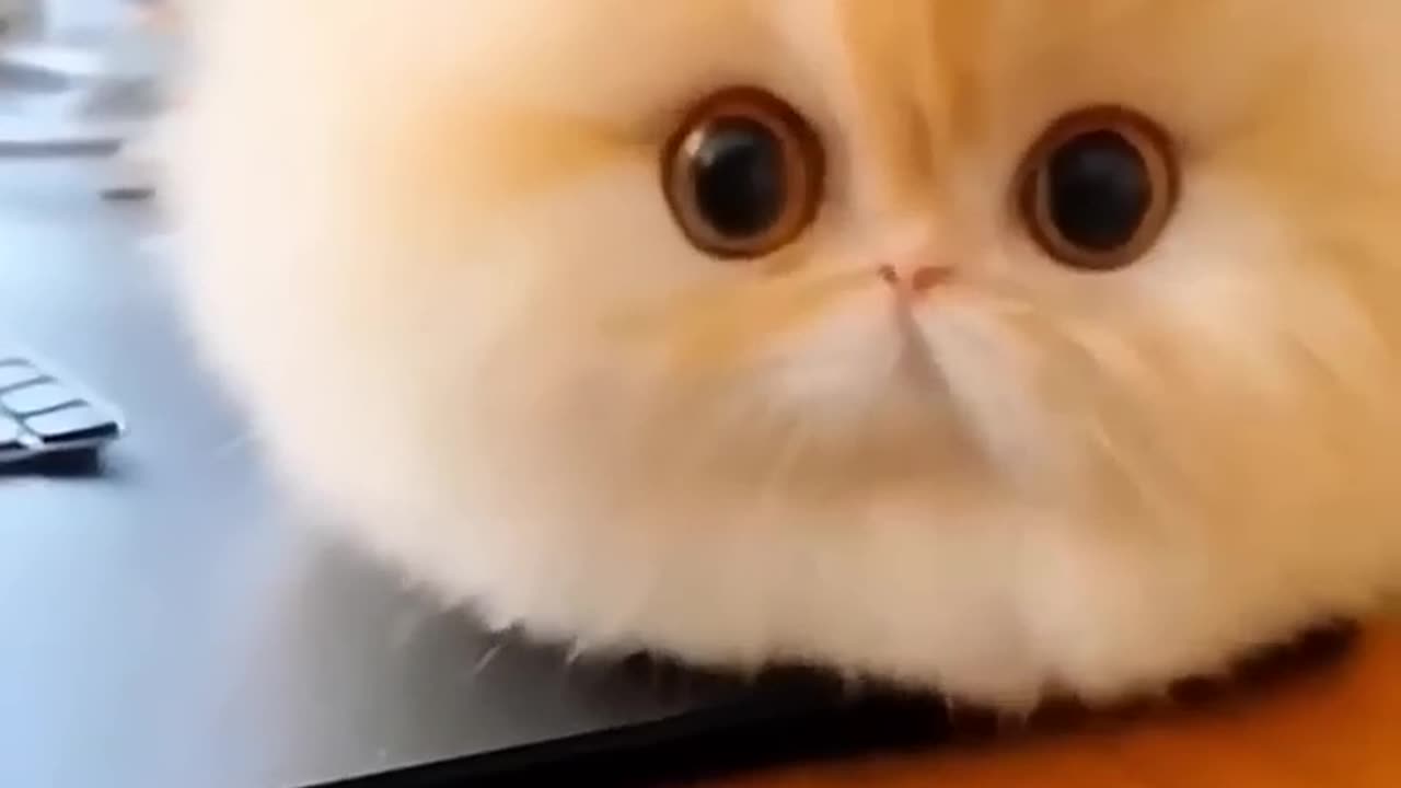 Baby Animals Being Ridiculously Cute and Silly