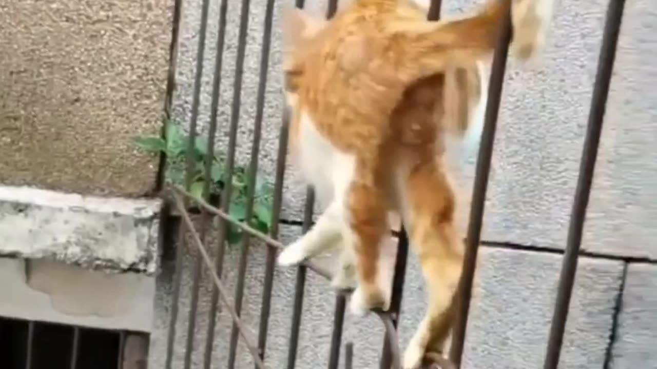 Paws and Laughs | Heartwarming Feline Fun 🐾✨