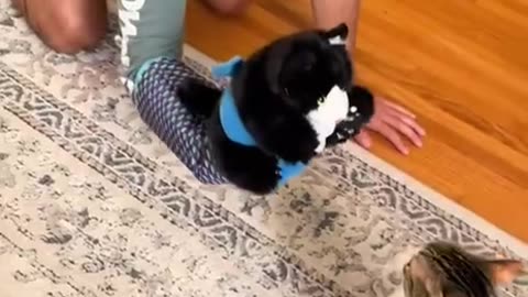 Getting the cat ready for MMA fight 🤣