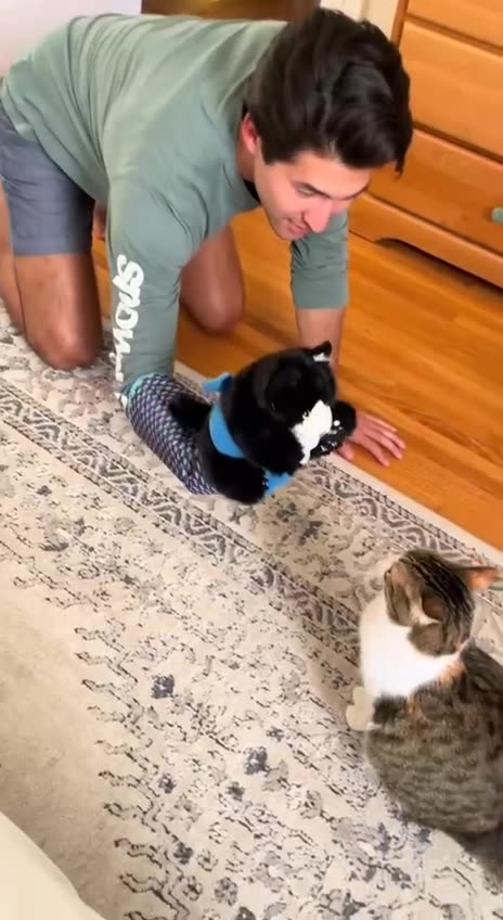 Getting the cat ready for MMA fight 🤣