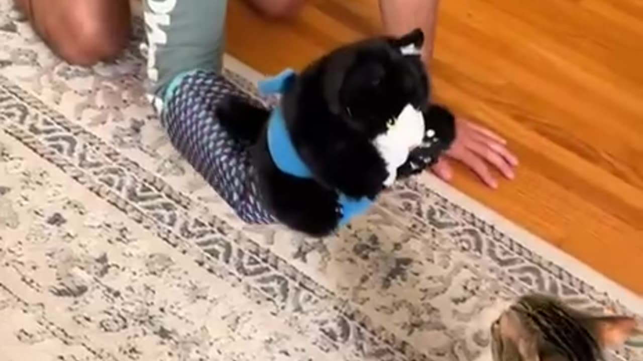 Getting the cat ready for MMA fight 🤣