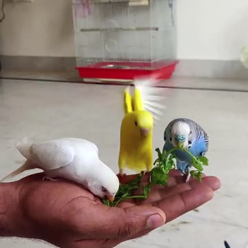 How to easily tame a parrot