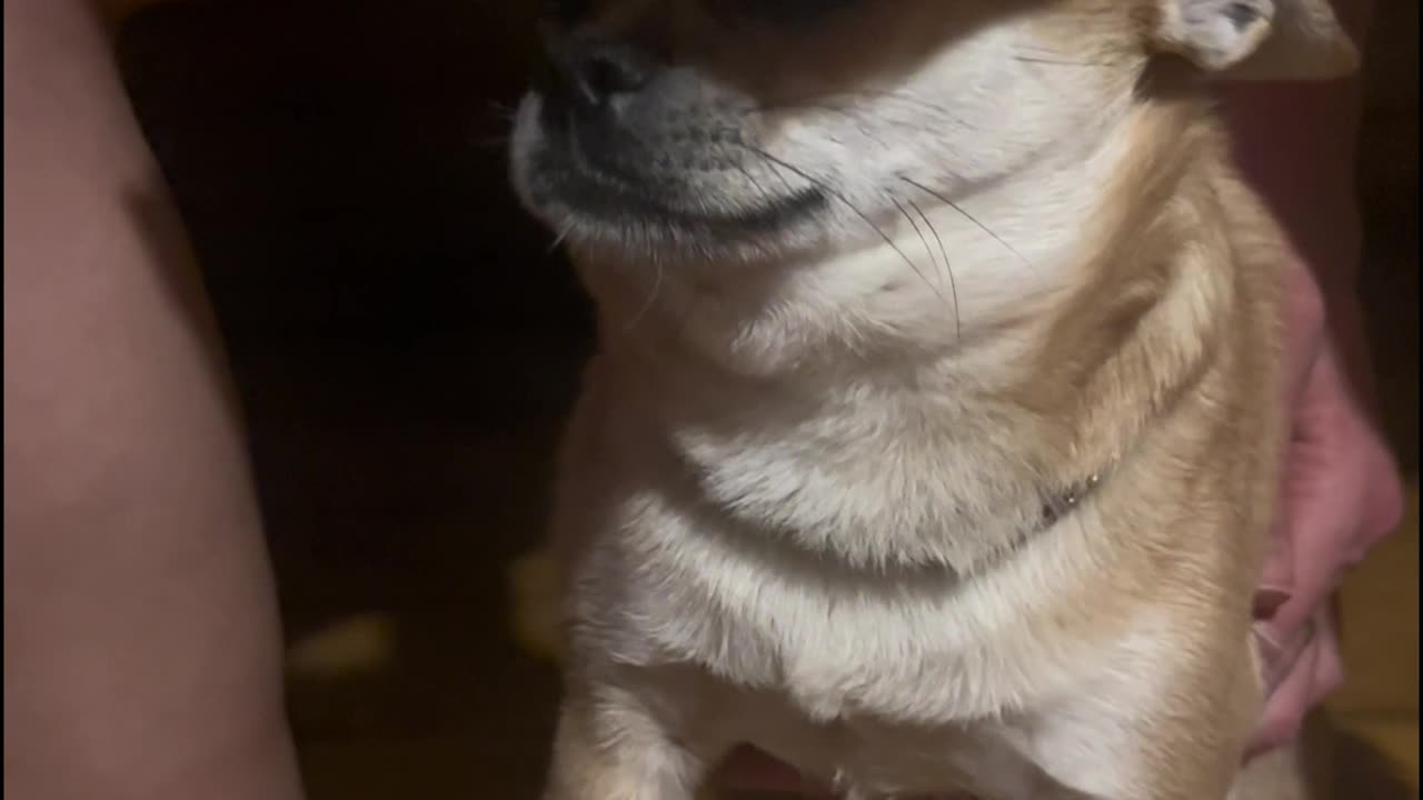 Chihuahua at the Sauna