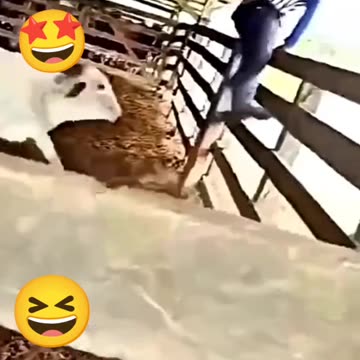 Funny videos
