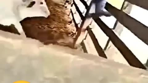 Funny videos