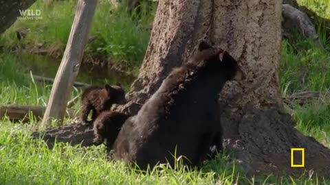 8 Minutes of Baby Animals: Pure Joy and Cuteness | Nat Geo Animals