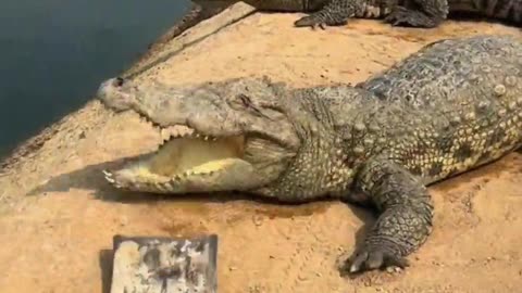 Crocodile： That ghost is here again, run