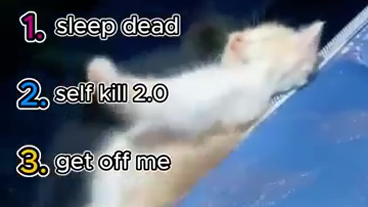 Cats Being Adorable