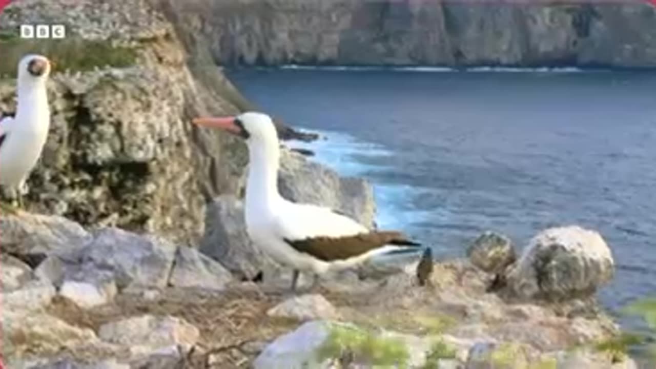 Vampire Finch lives only on Wolf Island in the Galapagos.
