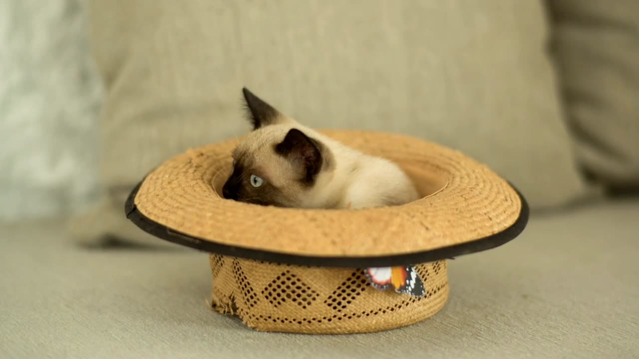 Cat Comedy Chaos | Pawfect LOLs #2