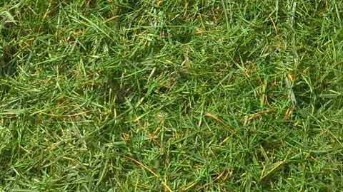 Dog Gets Covered in Grass