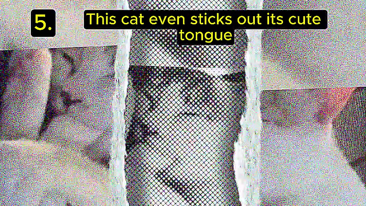Top 5 Random Funny Cat