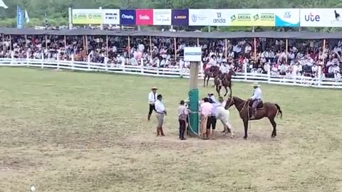 Actividades en el Ruedo Don Homero Formoso - Patria Gaucha 2025 - Tacuarembó, tarde del 22/03