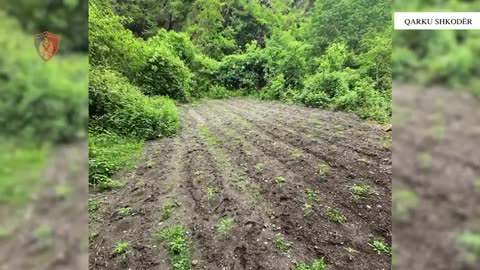 Zbulohen dhe asgjësohen mbi 1200 fidanë dhe 479 bimë cannabisi në Shkodër