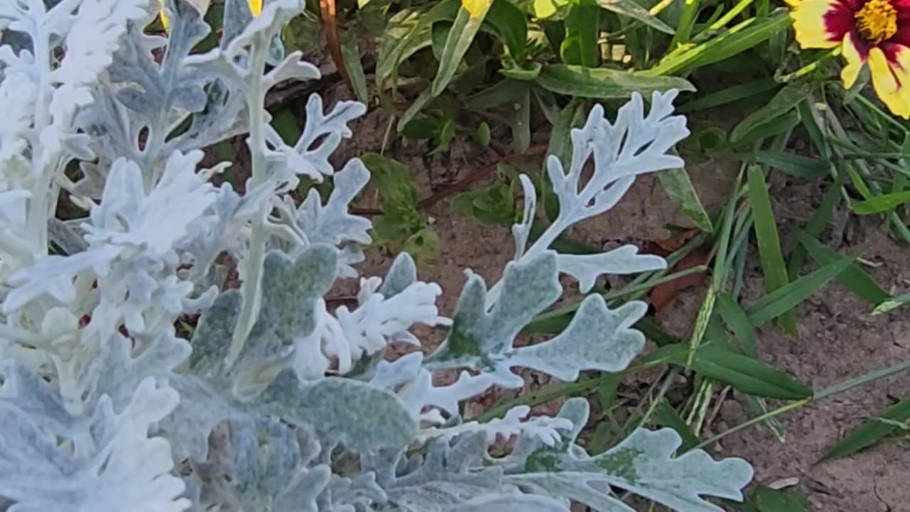"Sun Setting with Boutique Coreopsis and Silverdust."