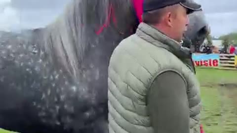 Very interesting horses 😎🐴