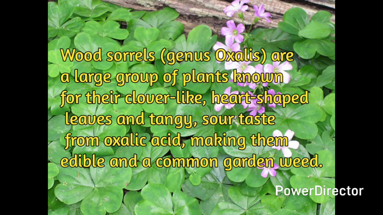 wood sorrel
