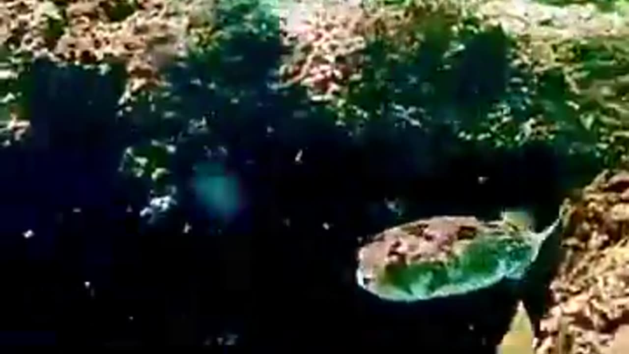 🐠🌊 Meet The LongSpine Porcupinefish Of Cabo San Lucas! | FeedMyCuriosity