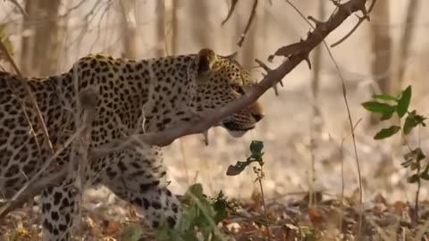A Baby Leopard Fell Into The Hands Of Python While Its Mother Was Hunting