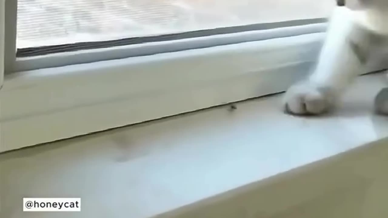 cats ninja reflexes