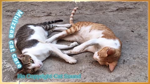 Cute Cat Sound effects