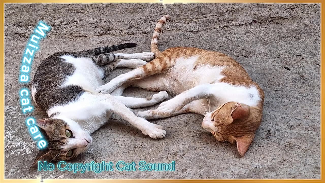 Cute Cat Sound effects