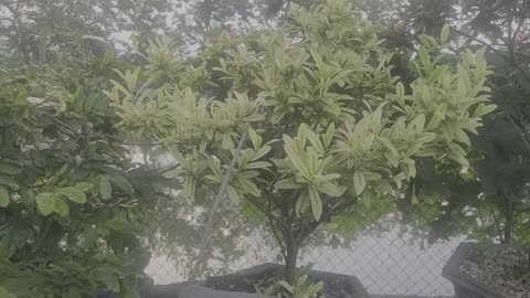 Peony tree in my family_Date 09.19_001