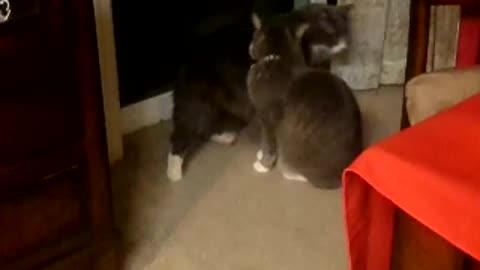 Sally and Smoky grooming each other on Xmas! What I call a present I was gifted!