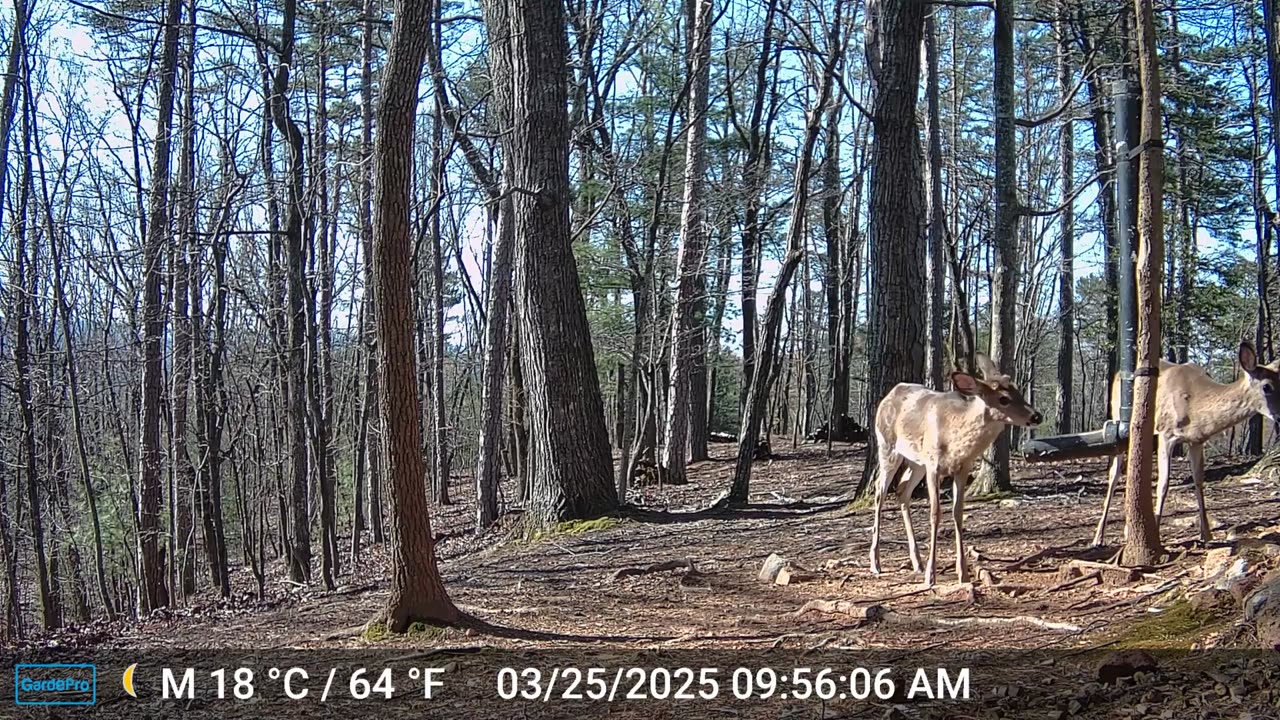 The Woods – 03/25/2025