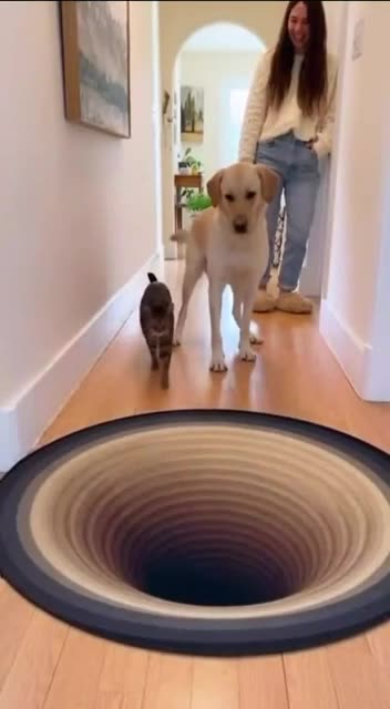 Cats don’t care 😂