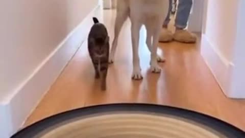 Cats don’t care 😂