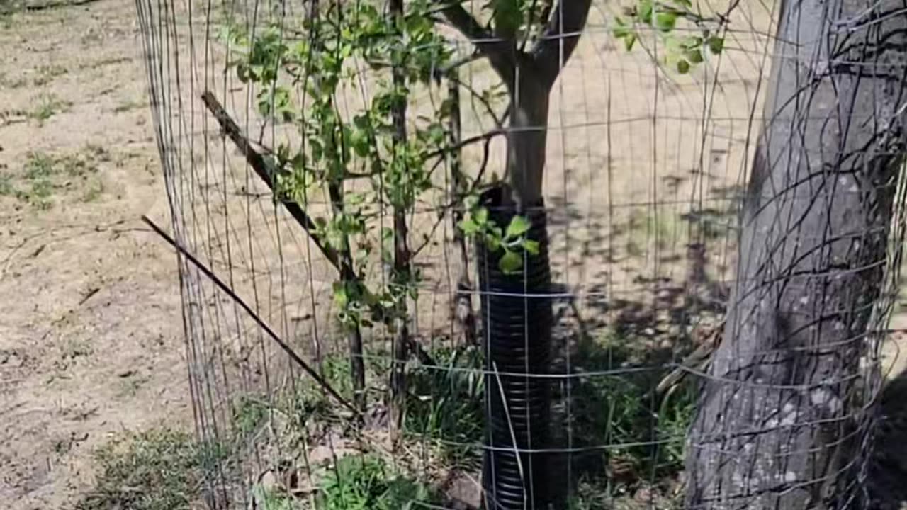 WV Spring Time Food Plot Maintenance
