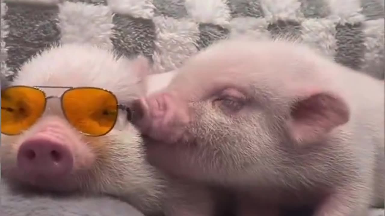 Wir wollen die Sonne 🐷🩷