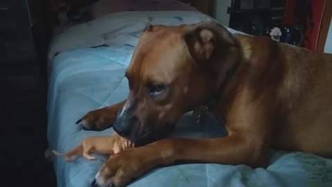 Dogo chews on a toy lion.