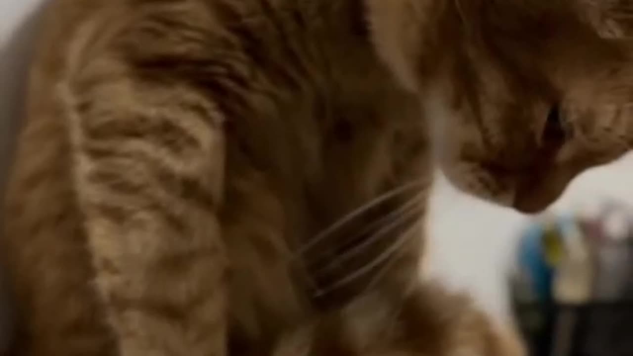 Ginger cat and his tail!