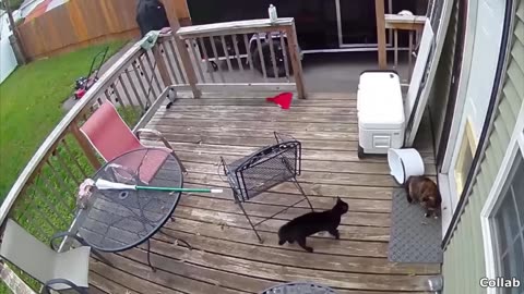 Best Cat Videos Of All Time