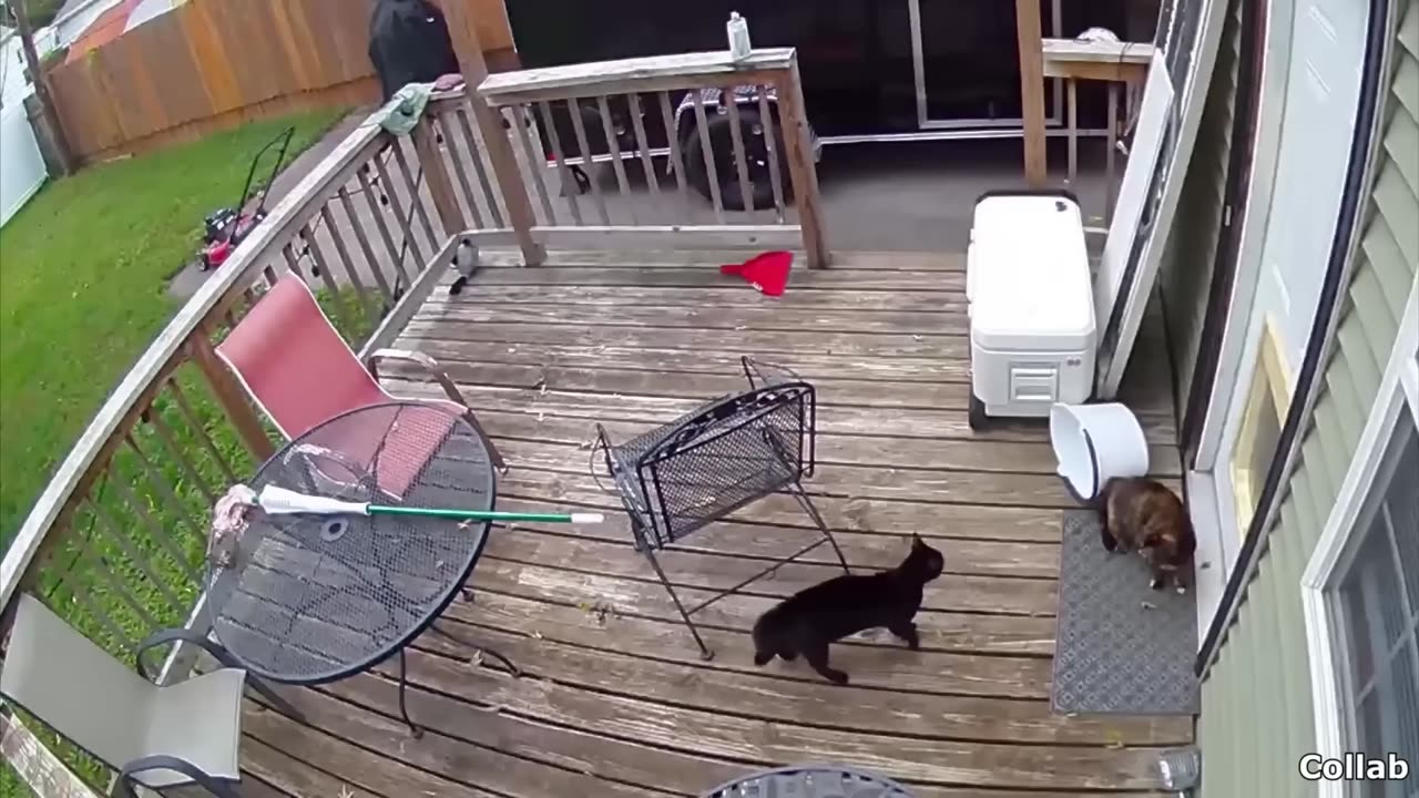 Best Cat Videos Of All Time