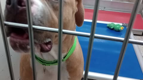 Solo 1y A842950 kennel 186 PACC shelter He was real unsure, nervous if he could trust me2025924668