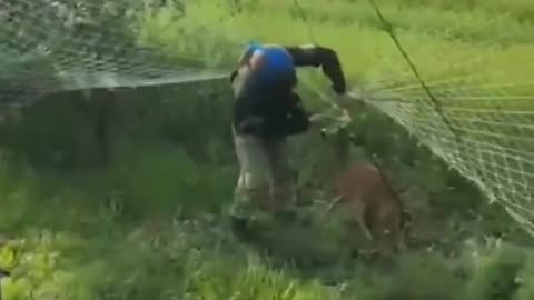 🦌❤️ Ukraine Russia War | Ukrainian Troops Save Deer from Anti-Drone Net | RCF