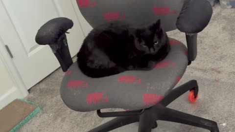 Cute Precious Piper is Enthusiastic About Working - My Adopted Shelter Cat Vlog
