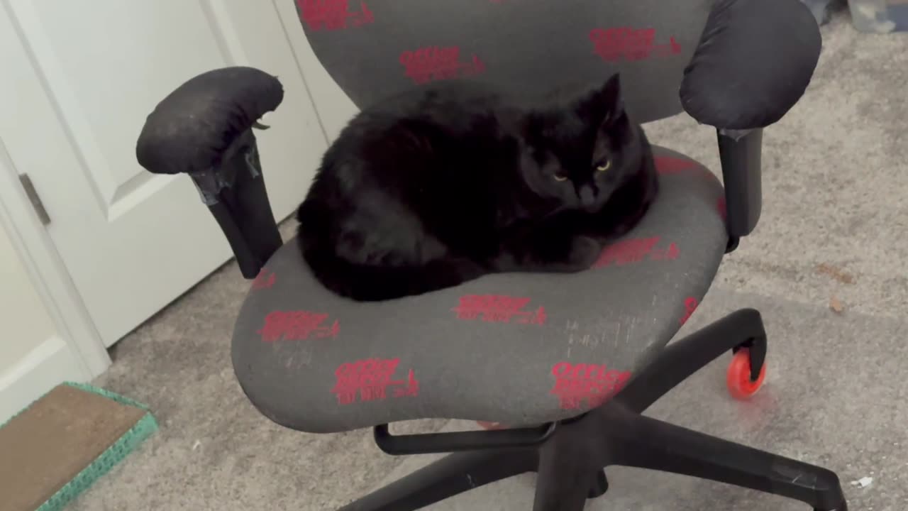 Cute Precious Piper is Enthusiastic About Working - My Adopted Shelter Cat Vlog