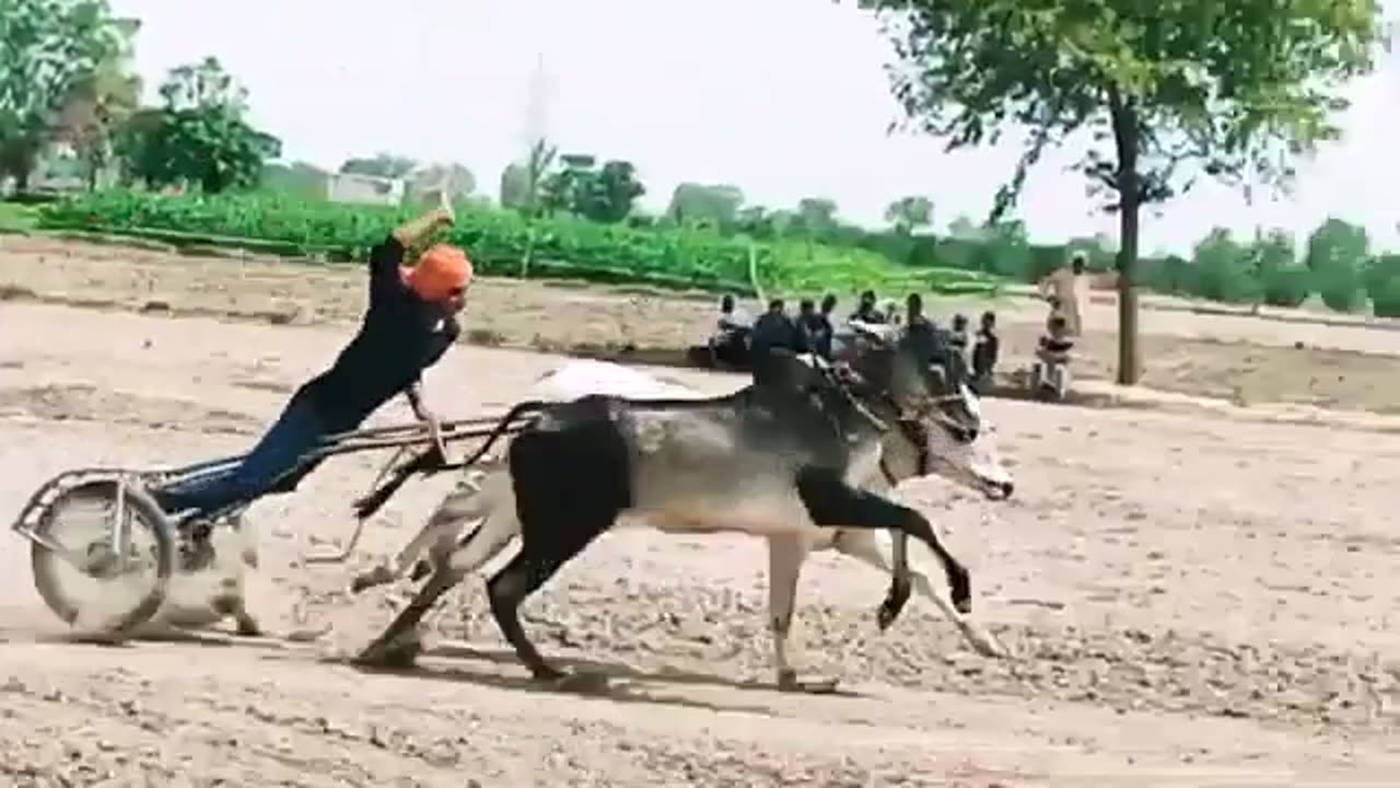 Top Ox Race