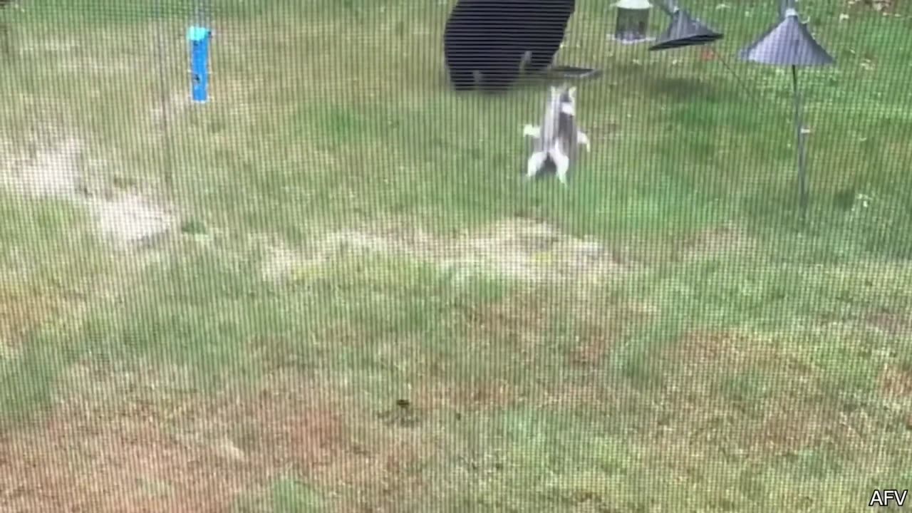 Funniest Animals Video