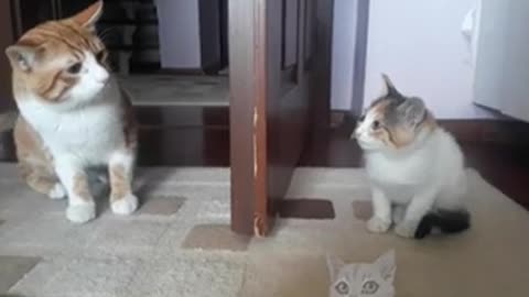 My Cat Is NOT Happy About the New Kitten! 😾🐱 #CatDrama #FunnyPets